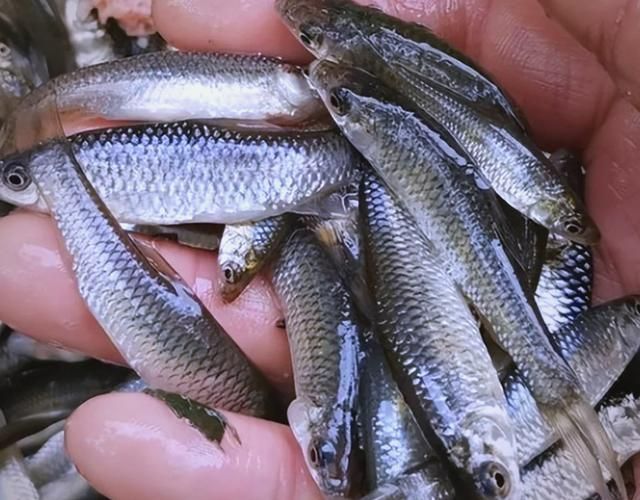 哪些魚種適合龍魚食用？，哪些魚種適合龍魚食用