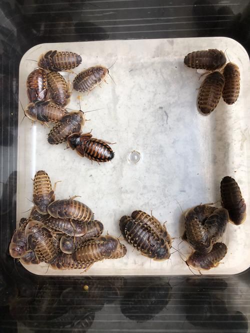 哪些魚種適合龍魚食用？，哪些魚種適合龍魚食用