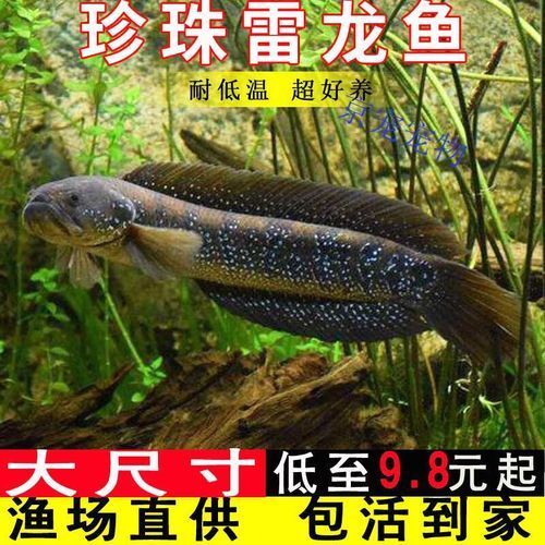 哪些魚種適合龍魚食用？，哪些魚種適合龍魚食用