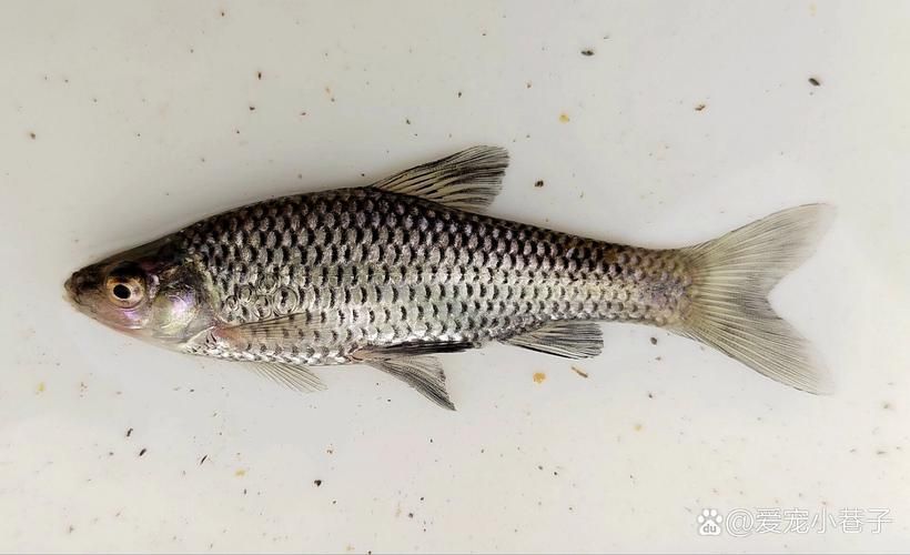 哪些魚種適合龍魚食用？，哪些魚種適合龍魚食用