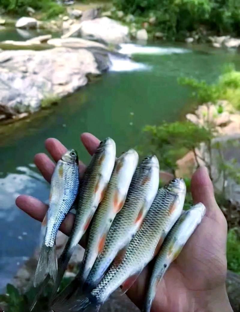 哪些魚種適合龍魚食用？，哪些魚種適合龍魚食用