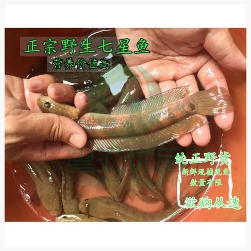 哪些魚種適合龍魚食用？，哪些魚種適合龍魚食用
