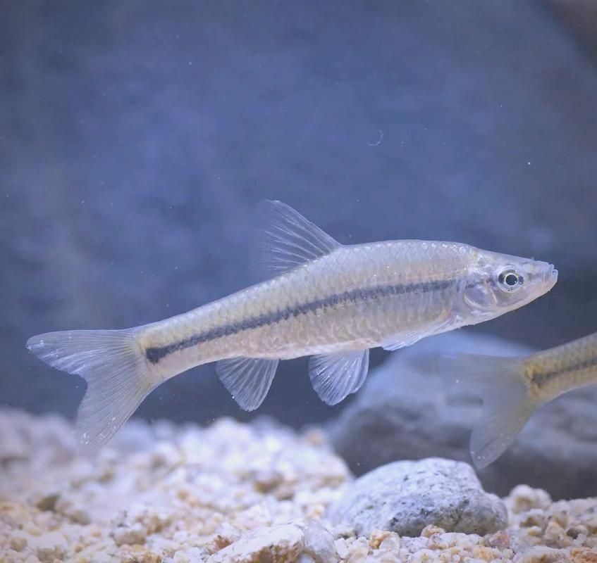 哪些魚種適合龍魚食用？，哪些魚種適合龍魚食用