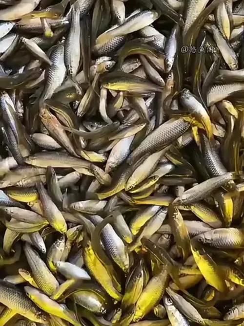 哪些魚種適合龍魚食用？，哪些魚種適合龍魚食用