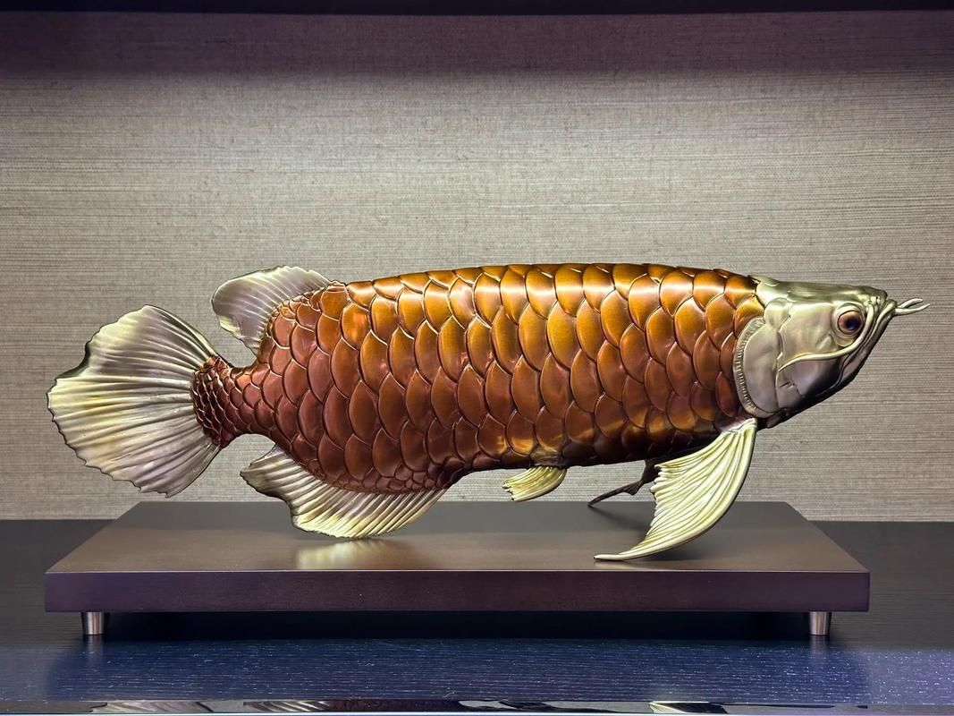銅官金龍魚有哪些優(yōu)勢，銅官金龍魚有哪些優(yōu)勢銅官金龍魚的優(yōu)勢體現(xiàn)在哪些方面