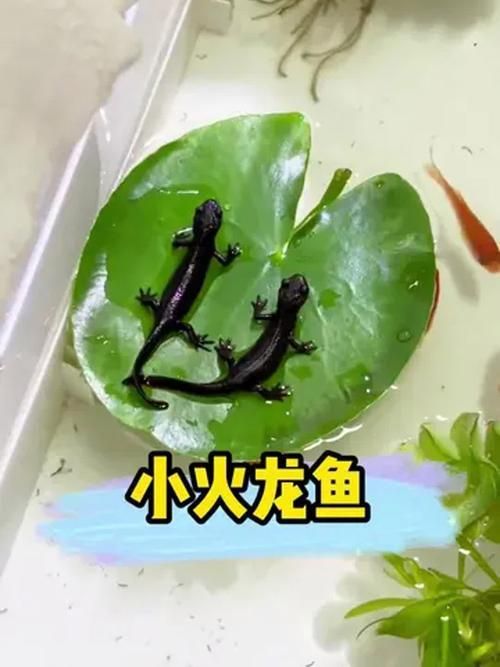 給我推薦一些適合養小火龍魚的水族箱，養小火龍魚的水族箱推薦
