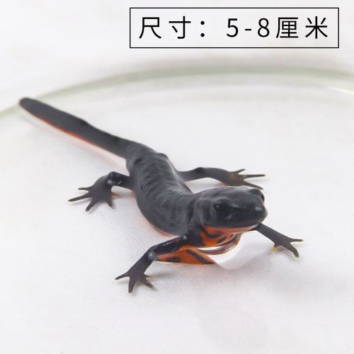 給我推薦一些適合養小火龍魚的水族箱，養小火龍魚的水族箱推薦