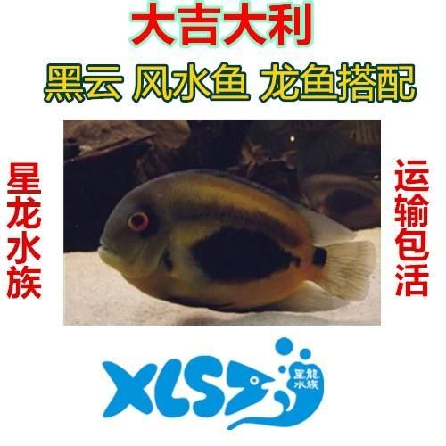 祥龍魚(yú)場(chǎng)的黑云魚(yú)價(jià)格是多少?,祥龍魚(yú)場(chǎng)的黑云魚(yú)價(jià)格