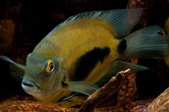 祥龍魚(yú)場(chǎng)的黑云魚(yú)價(jià)格是多少?,祥龍魚(yú)場(chǎng)的黑云魚(yú)價(jià)格