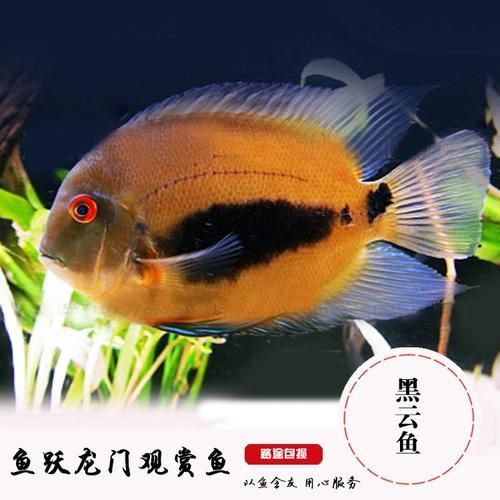 祥龍魚(yú)場(chǎng)的黑云魚(yú)價(jià)格是多少?,祥龍魚(yú)場(chǎng)的黑云魚(yú)價(jià)格