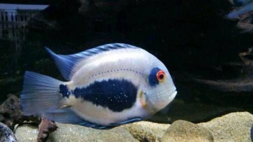 祥龍魚(yú)場(chǎng)的黑云魚(yú)價(jià)格是多少?,祥龍魚(yú)場(chǎng)的黑云魚(yú)價(jià)格
