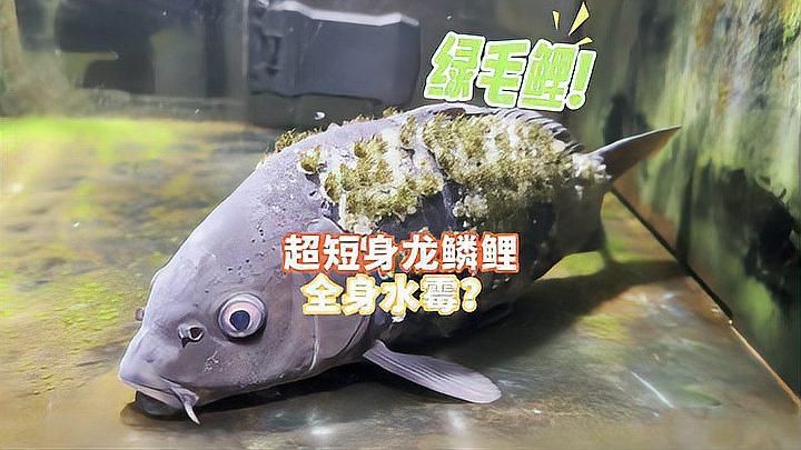 鲺和魚虱哪個更危害大，如何區分鲺和魚虱
