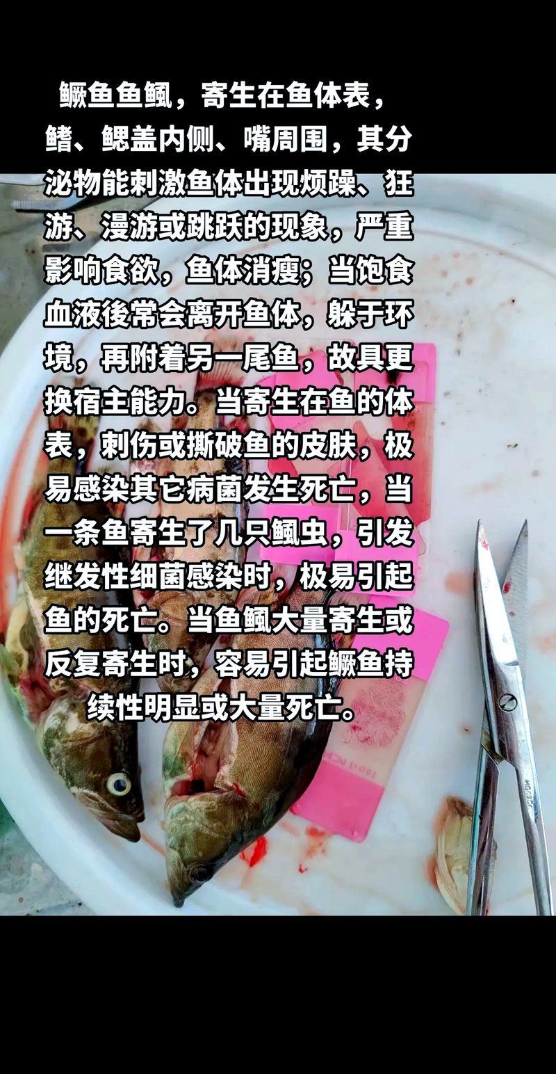 鲺和魚虱哪個更危害大，如何區分鲺和魚虱