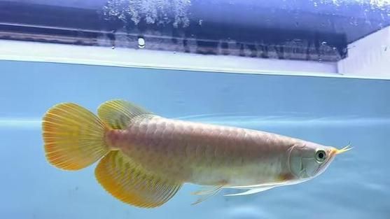 紅龍魚品相特征有哪些,紅龍魚品相特征