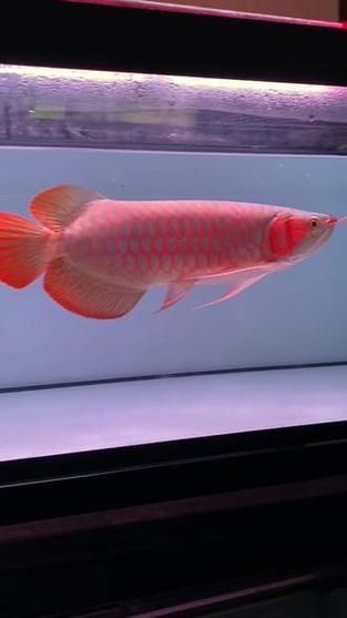 紅龍魚品相特征有哪些,紅龍魚品相特征