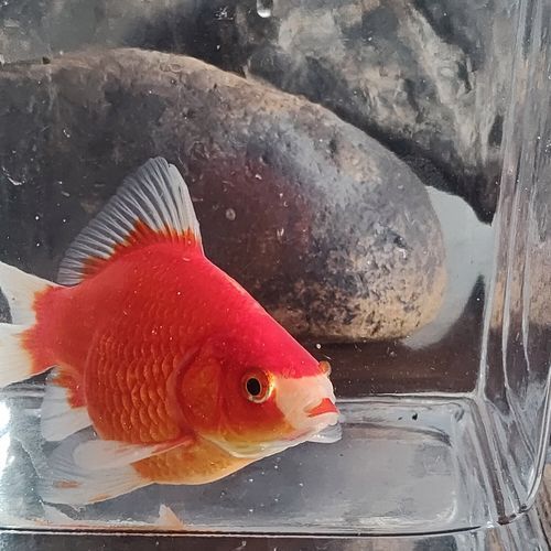祥龍魚場的大日玉鯖魚價格是多少？，祥龍魚場的大日玉鯖魚價格是多少大日玉鯖魚價格對比