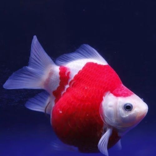 祥龍魚場的大日玉鯖魚價格是多少？，祥龍魚場的大日玉鯖魚價格是多少大日玉鯖魚價格對比