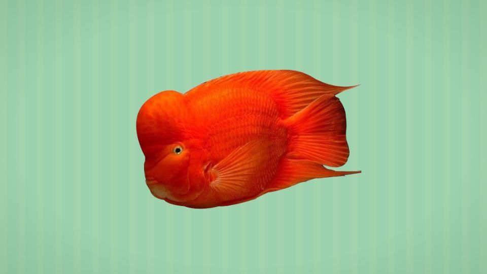 有哪些魚可以代替招財(cái)魚,什么樣的魚可以代替招財(cái)魚