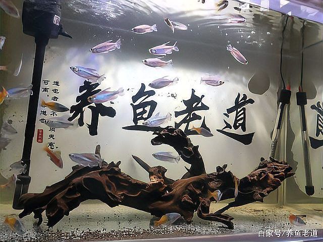 有哪些方法可以恢復魚缸菌群平衡，如何恢復魚缸生態平衡