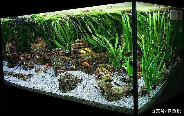 有哪些方法可以恢復魚缸菌群平衡，如何恢復魚缸生態平衡