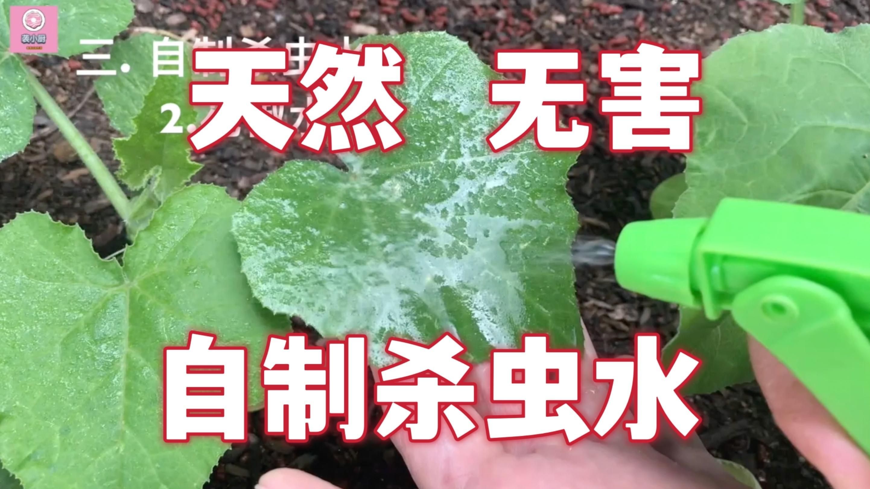 有哪些天然方法可以除蟲，天然除蟲方法多種多樣