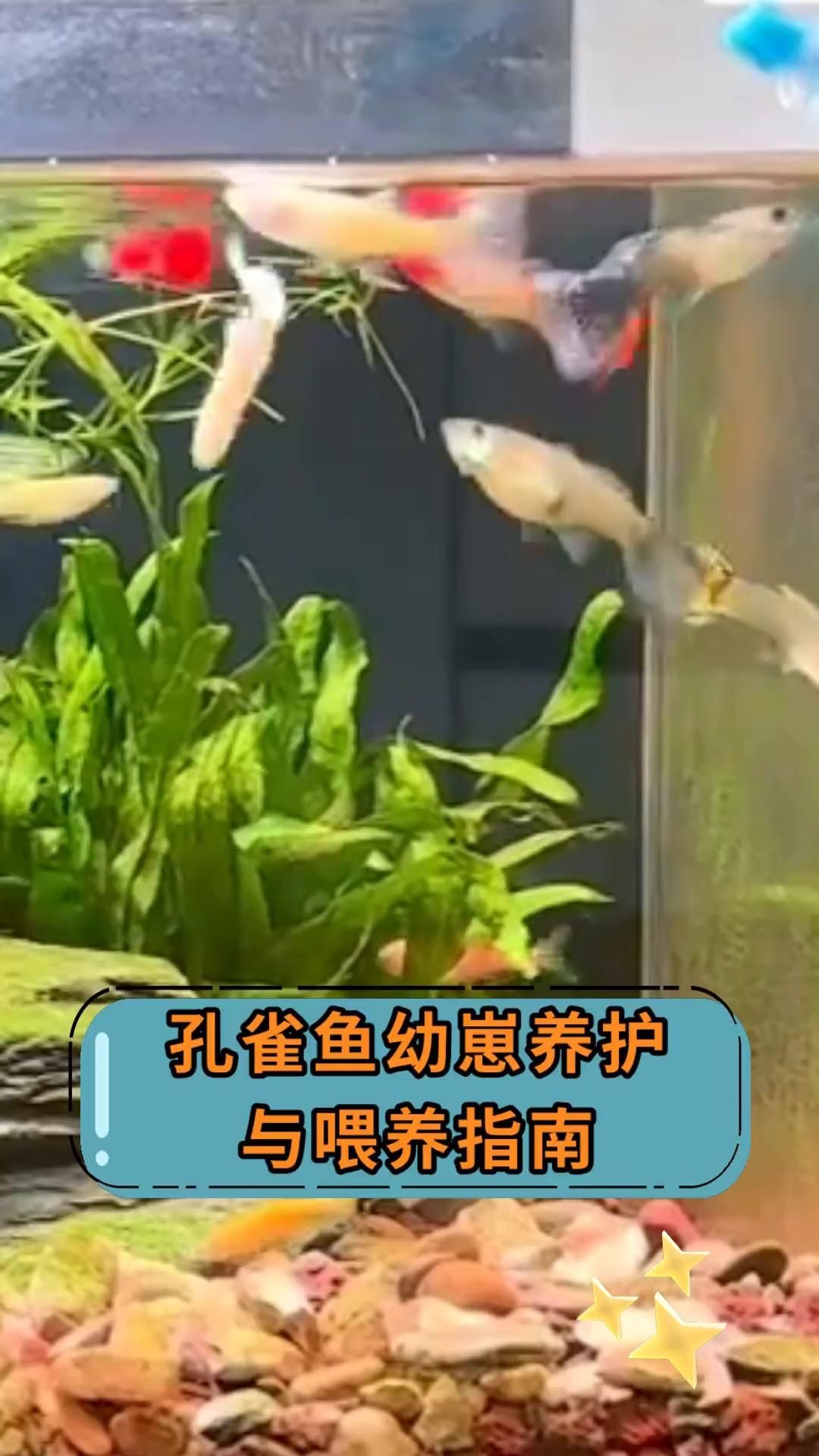孔雀魚幼魚飼料推薦，孔雀魚幼魚喂養(yǎng)時間表