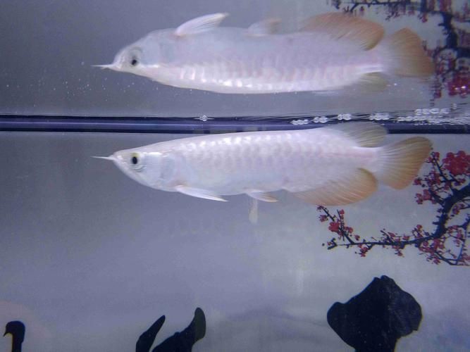白沙龍魚的市場價格是多少？