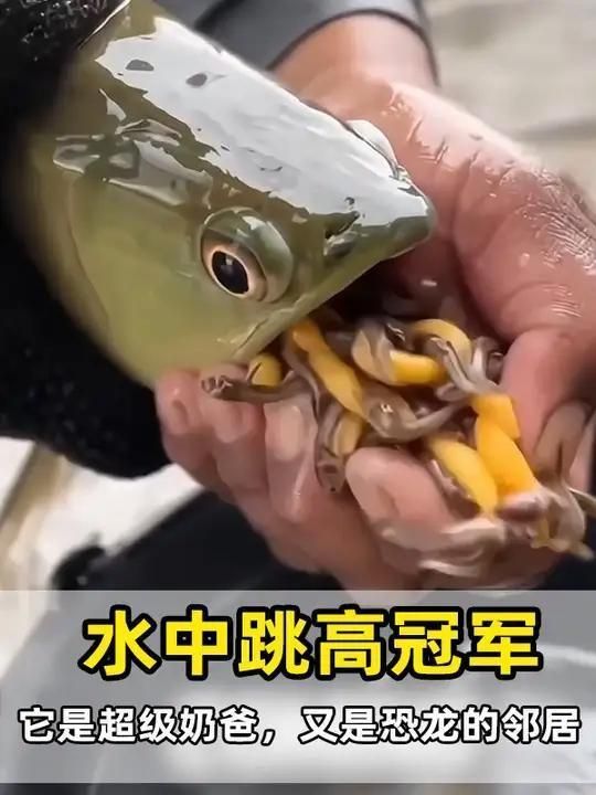 銀龍魚(yú)的壽命一般有多長(zhǎng)？，銀龍魚(yú)的壽命一般有多長(zhǎng)銀龍魚(yú)的壽命一般有多長(zhǎng)