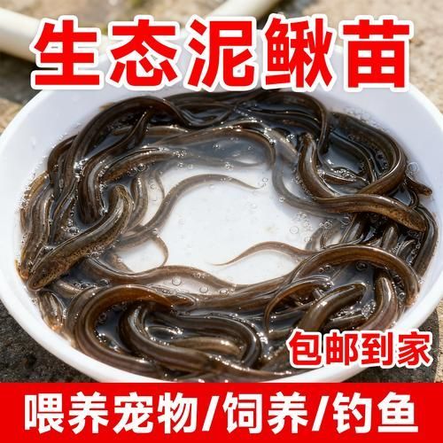 如何挑選健康的小魚喂龍魚？，如何挑選健康的小魚喂龍魚，用戶要求詳解如何挑選健康小魚喂龍魚