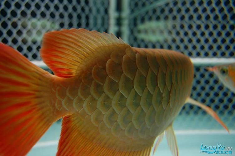 龍魚松鱗圖片，如何判斷龍魚是否患有松鱗病？