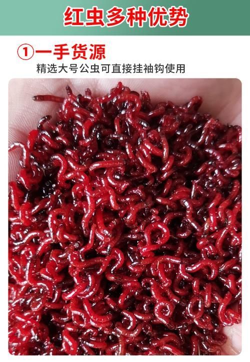 如何獲取四腳恐龍魚的活餌飼料？，墨西哥鈍口螈活餌飼料獲取四腳恐龍魚的活餌飼料
