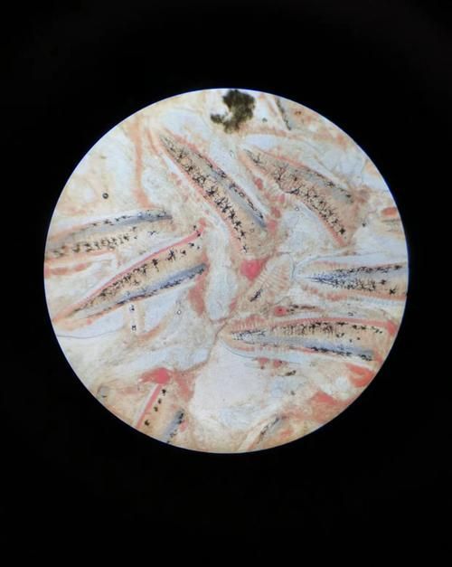 哪種方法治療魚爛鰓病最有效，魚爛鰓病怎么治療