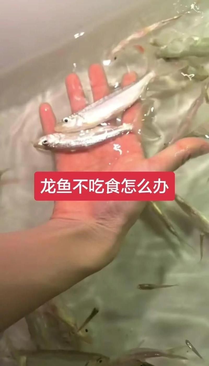 龍魚寄生蟲感染癥狀有哪些，龍魚寄生蟲感染癥狀有哪些調(diào)用工具