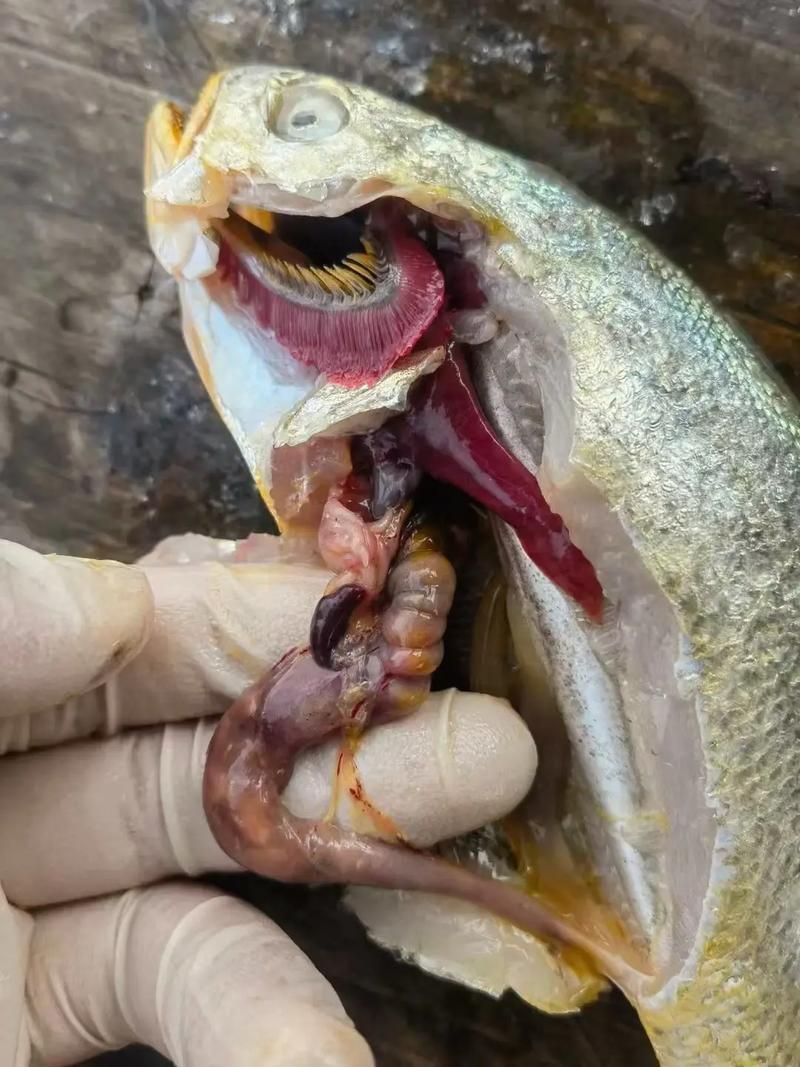 有哪些藥物可以治療龍魚病毒性感染？，治療龍魚病毒性感染