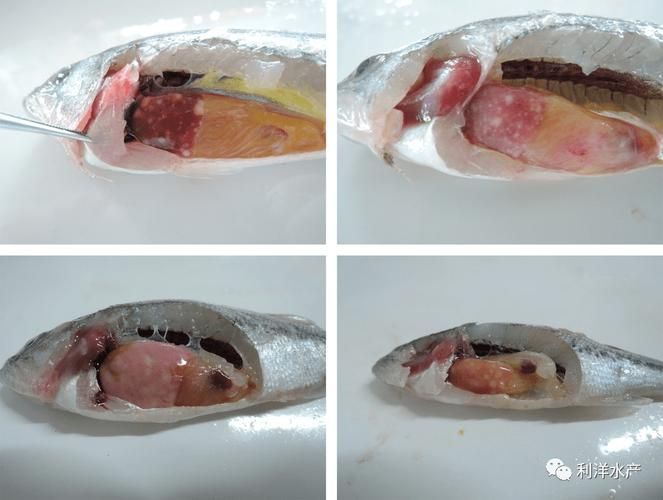 有哪些藥物可以治療龍魚病毒性感染？，治療龍魚病毒性感染