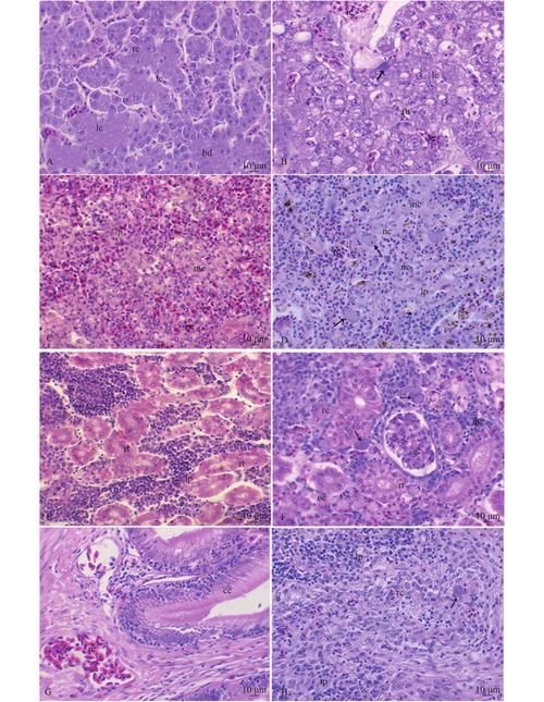 有哪些藥物可以治療龍魚病毒性感染？，治療龍魚病毒性感染