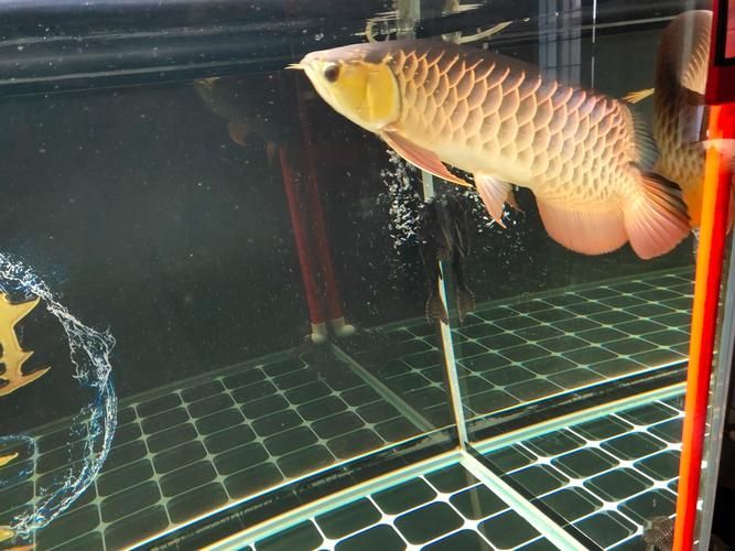 金老虎魚在祥龍魚場的價格是多少，金老虎魚在祥龍魚場的價格是多少金老虎魚在祥龍魚場價格是多少