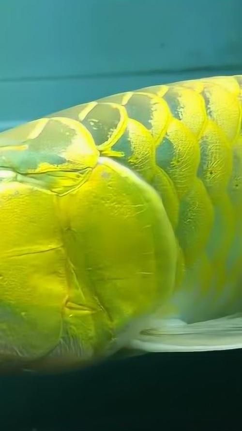 金老虎魚在祥龍魚場的價格是多少，金老虎魚在祥龍魚場的價格是多少金老虎魚在祥龍魚場價格是多少