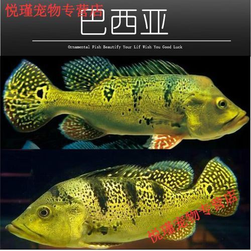 金老虎魚在祥龍魚場的價格是多少，金老虎魚在祥龍魚場的價格是多少金老虎魚在祥龍魚場價格是多少