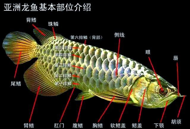 如何判斷金龍魚的品相，如何判斷金龍魚的品相,有哪些金龍魚品相鑒定視頻教程