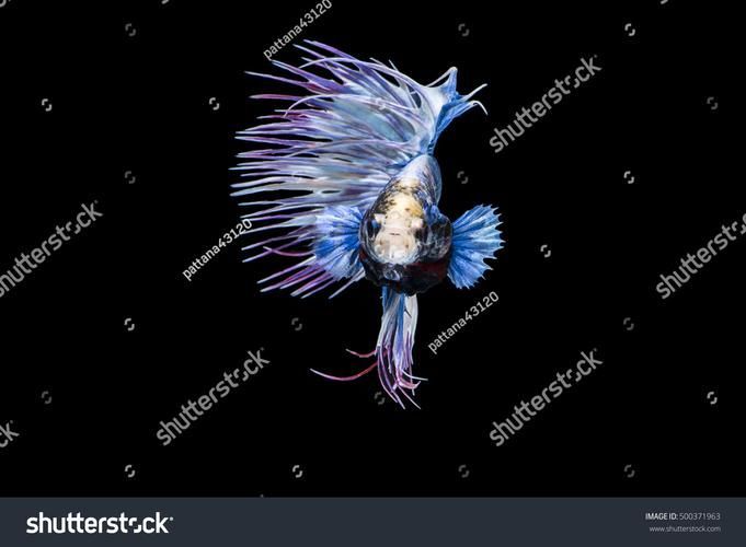 養(yǎng)9條魚有哪些注意事項，養(yǎng)9條魚有哪些注意事項思考完成,用戶要求詳解養(yǎng)9條魚的注意事項
