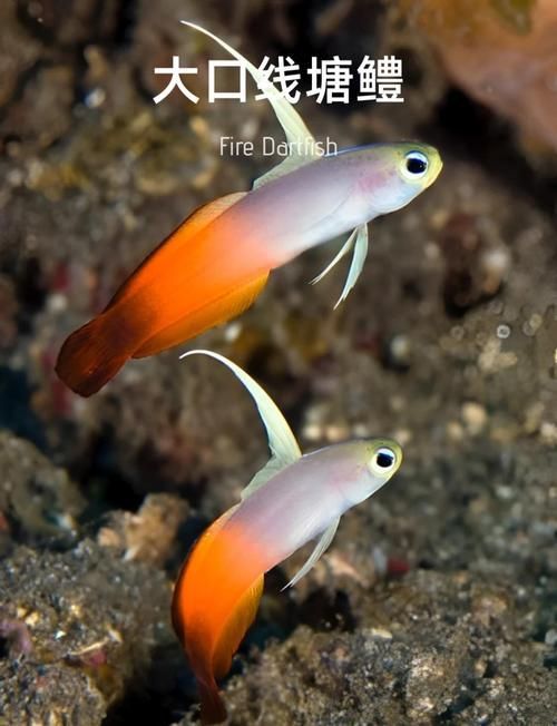 養(yǎng)9條魚有哪些注意事項，養(yǎng)9條魚有哪些注意事項思考完成,用戶要求詳解養(yǎng)9條魚的注意事項