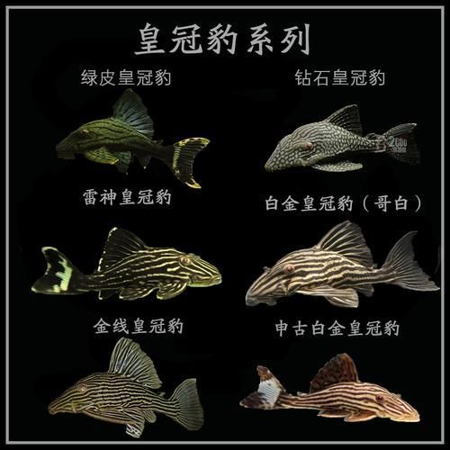 祥龍魚場的綠皮皇冠豹魚質量如何？，祥龍魚場的綠皮皇冠豹質量如何？