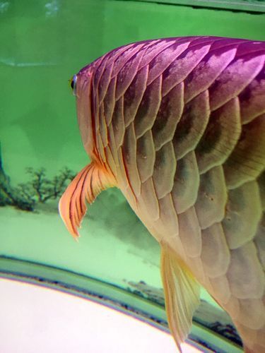 哪種類型的龍魚炸鱗最常見，如何判斷龍魚炸鱗的類型，哪種類型龍魚炸鱗最難治愈