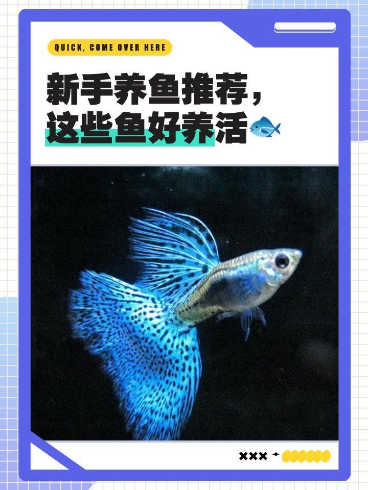 有哪些適合新手的養魚品種，尾巴搖搖屋，新手養魚推薦，這些魚類超容易養活？