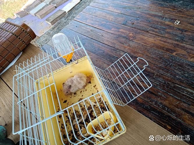 給我一份秘魯帝王鼠的飼養指南，秘魯帝王鼠的飼養指南