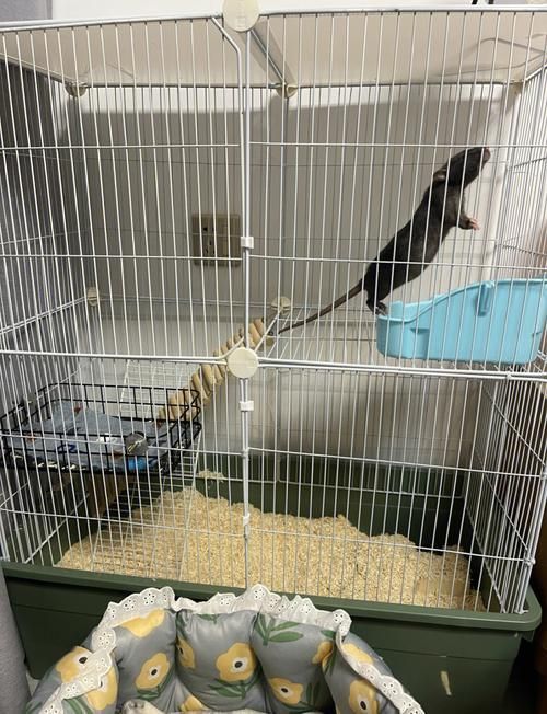 給我一份秘魯帝王鼠的飼養指南，秘魯帝王鼠的飼養指南