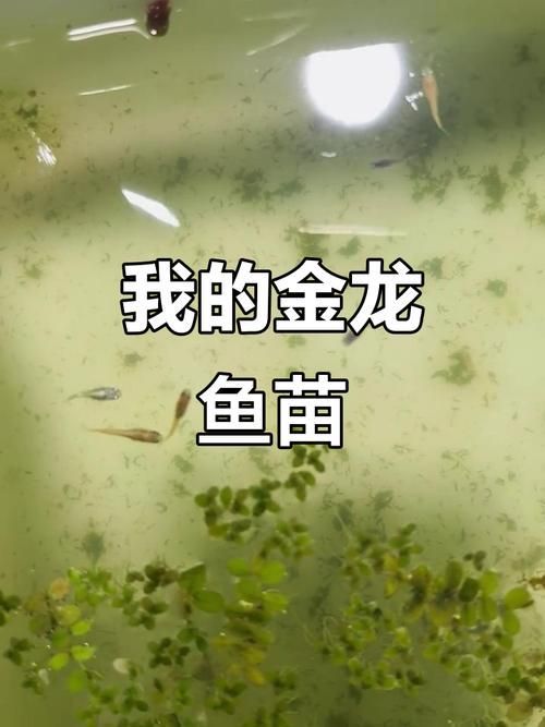 給我一些圖片示例金龍魚的不同階段，金龍魚幼魚期如何飼養金龍魚幼魚期如何飼養