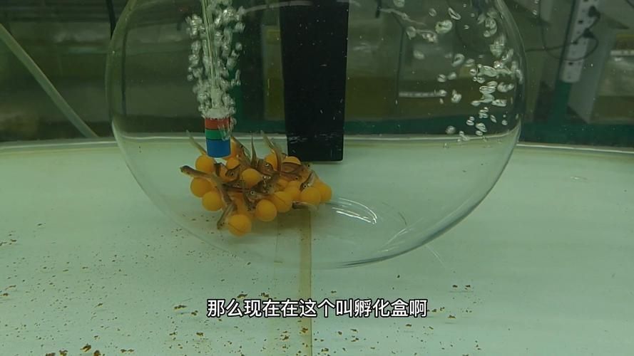 給我一些圖片示例金龍魚的不同階段，金龍魚幼魚期如何飼養金龍魚幼魚期如何飼養