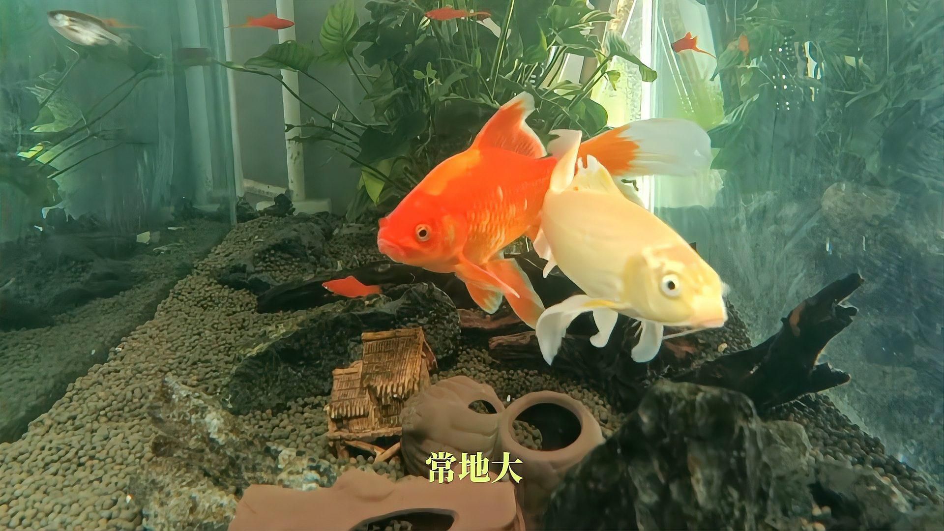 如何判斷金魚是否懷卵，如何判斷金魚是否懷卵金魚并不會真正“懷孕”